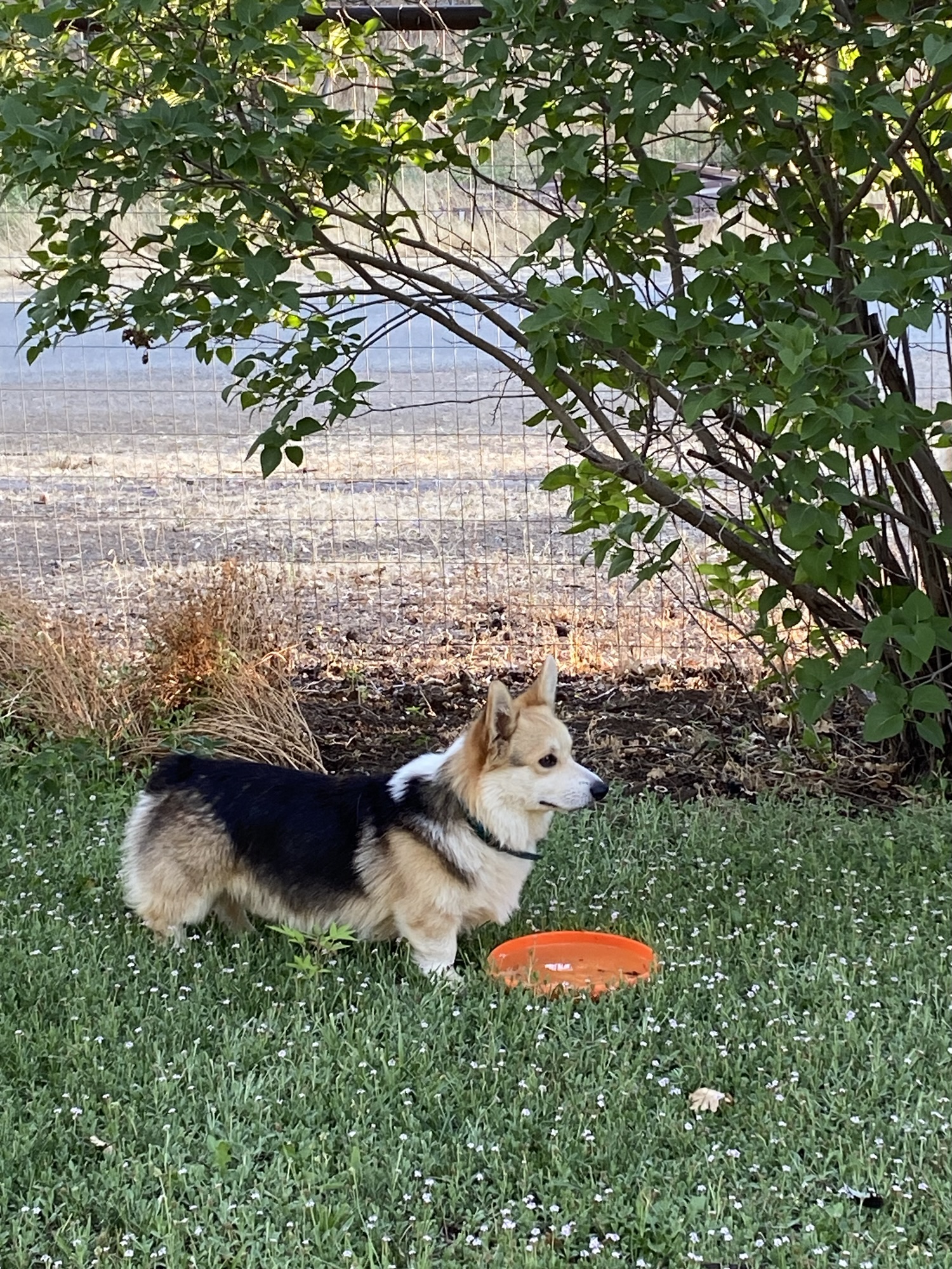 Meet the Crew – Bear Creek Corgis