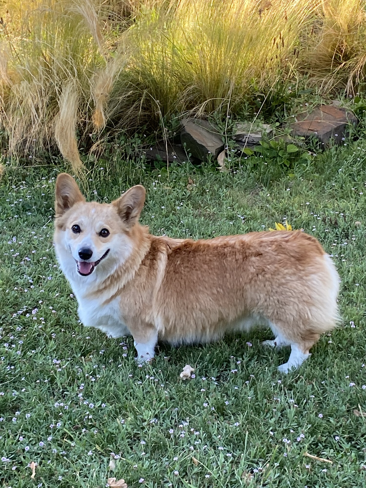 Meet the Crew – Bear Creek Corgis